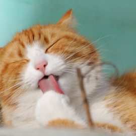 Pourquoi souscrire une assurance pour son animal de compagnie ?